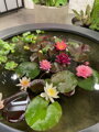 Water lily pot Ø200x40- kvetináč pre lekná