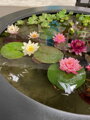 Water lily pot Ø200x40- kvetináč pre lekná