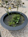 Water lily pot Ø200x40- kvetináč pre lekná