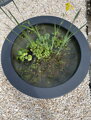 Water lily pot Ø200x40- kvetináč pre lekná